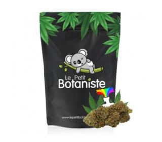 Fleur CBD puissante Amnesia CSA 14